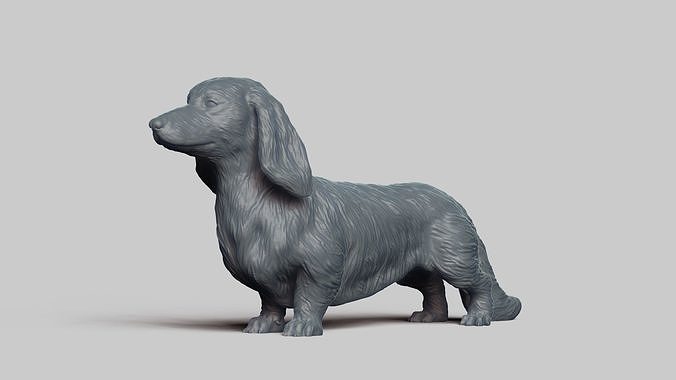 Long Haired Dachshund V3 3D print model