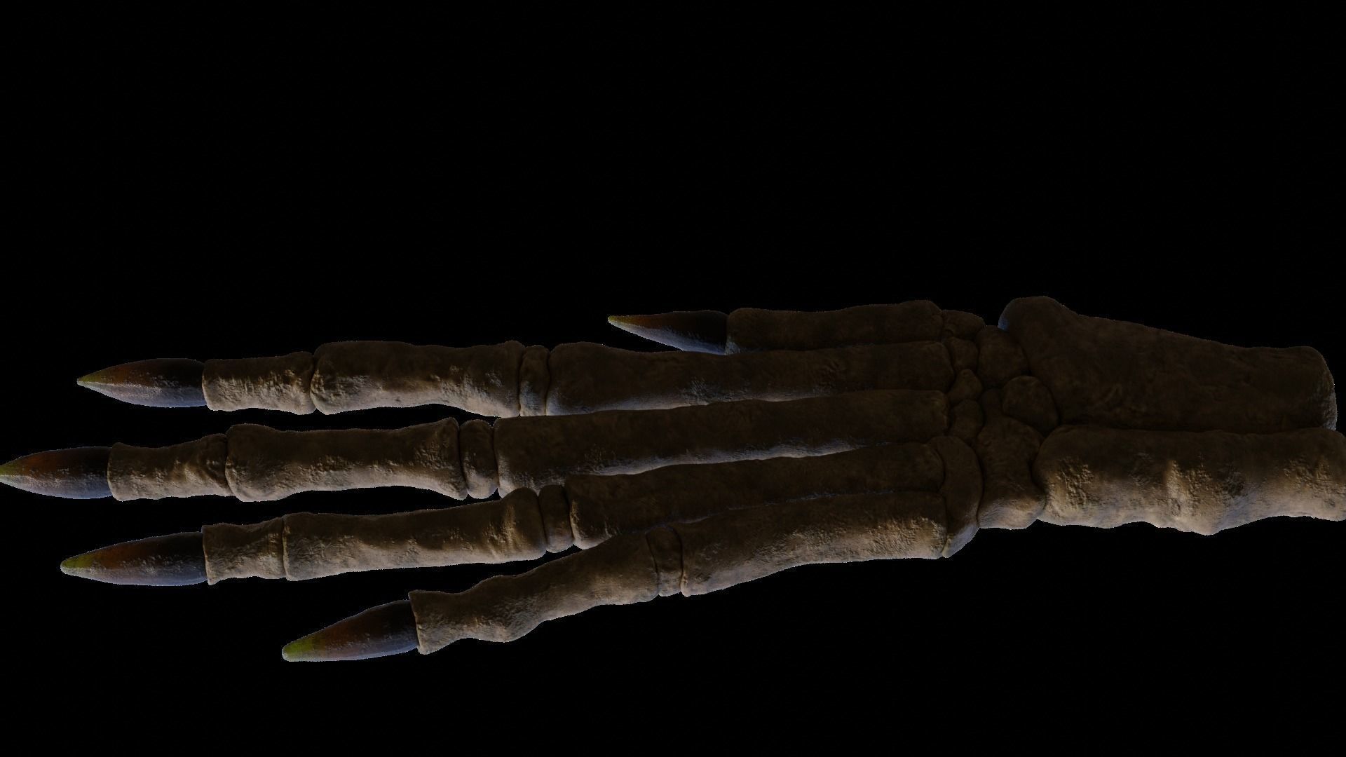 Rabbit foot skeleton 3D model_1