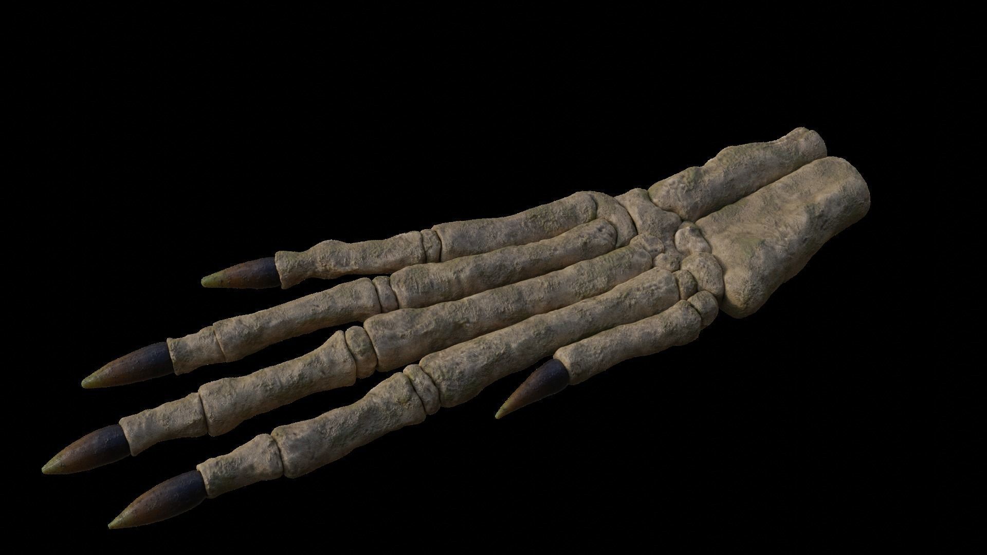 Rabbit foot skeleton 3D model_3