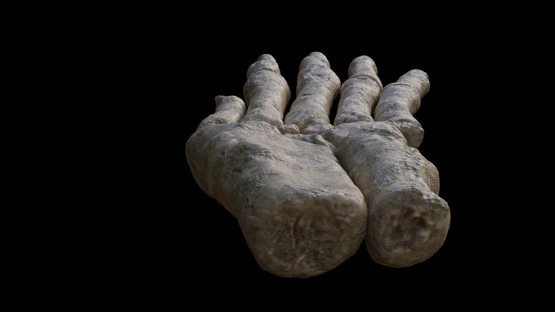 Rabbit foot skeleton 3D model_4