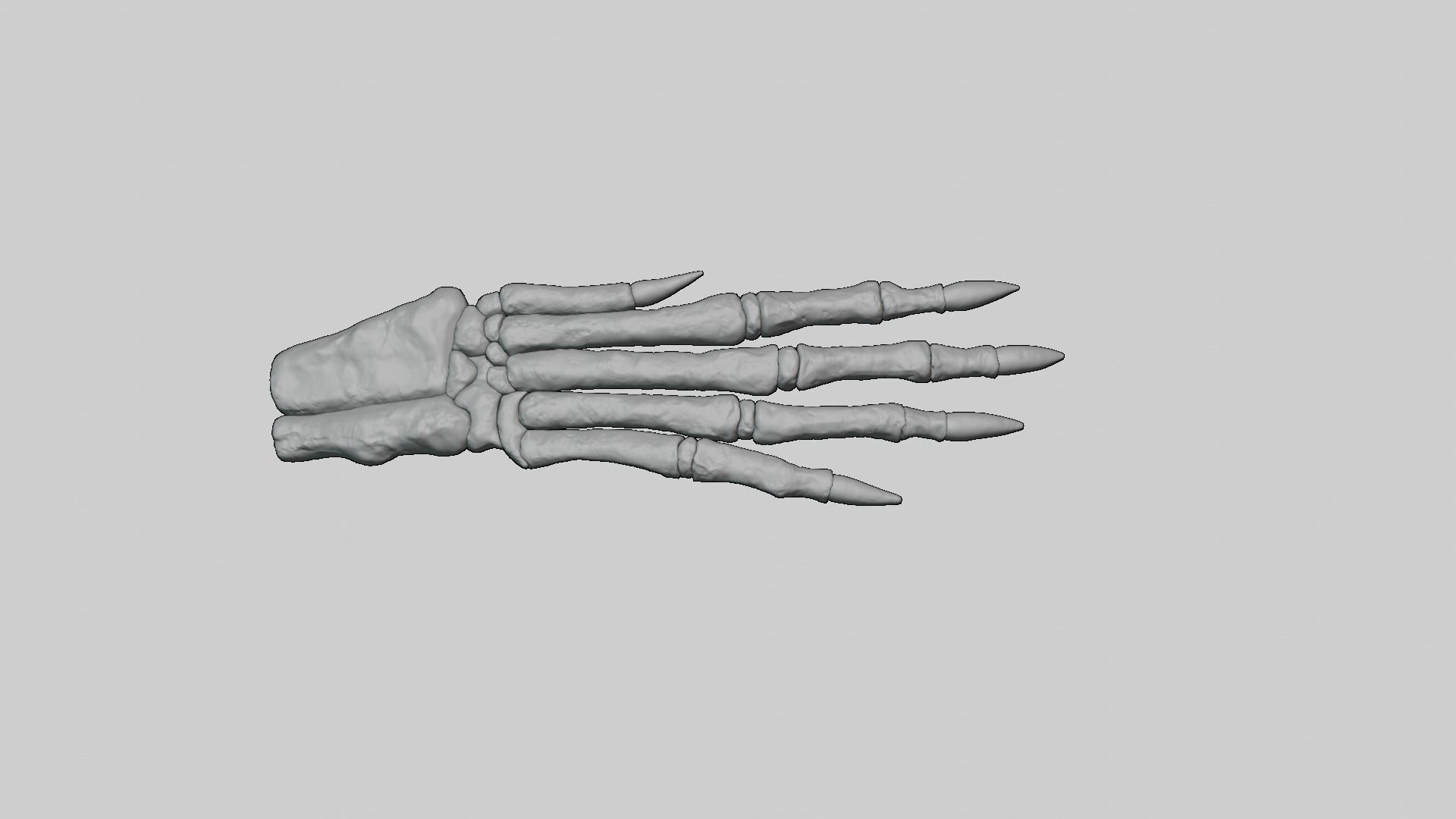 Rabbit foot skeleton 3D model_8