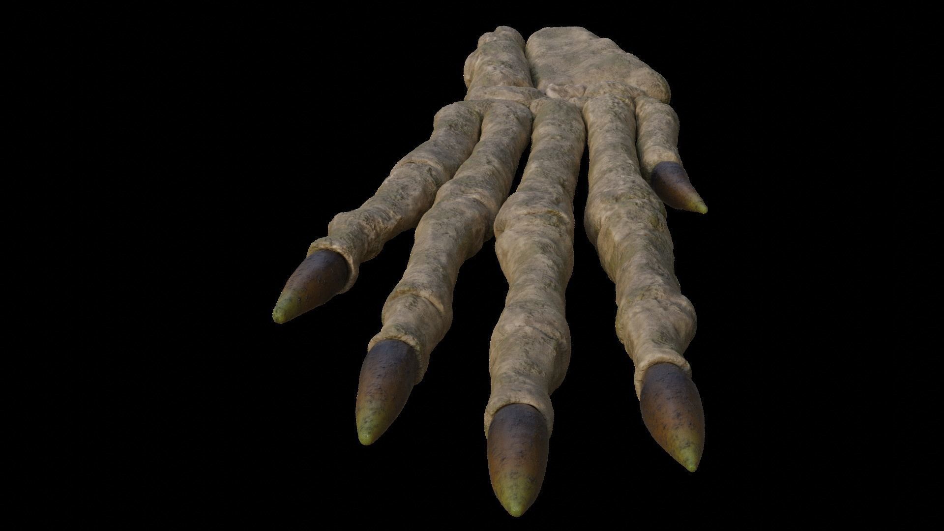 Rabbit foot skeleton 3D model_5