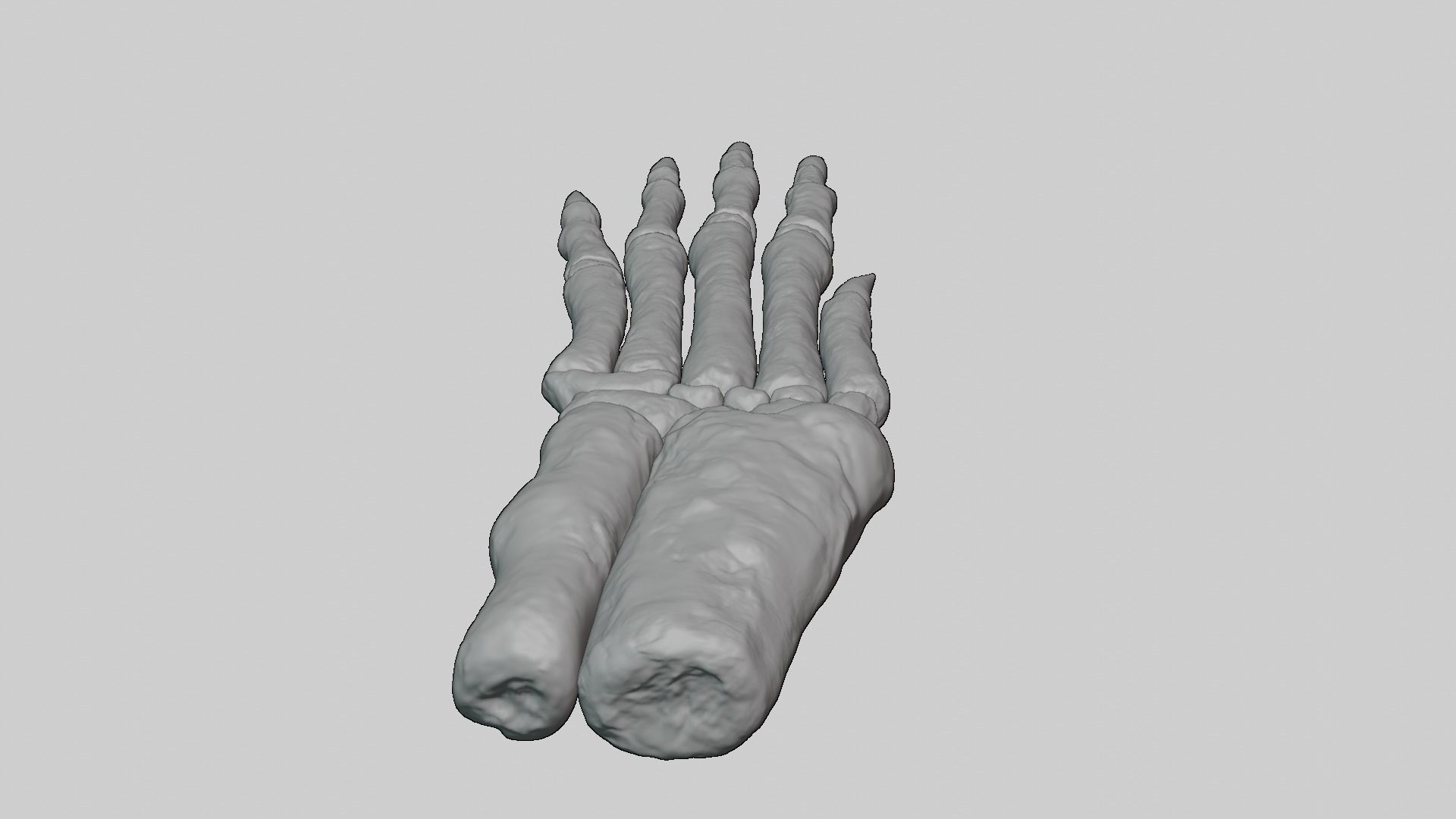 Rabbit foot skeleton 3D model_14