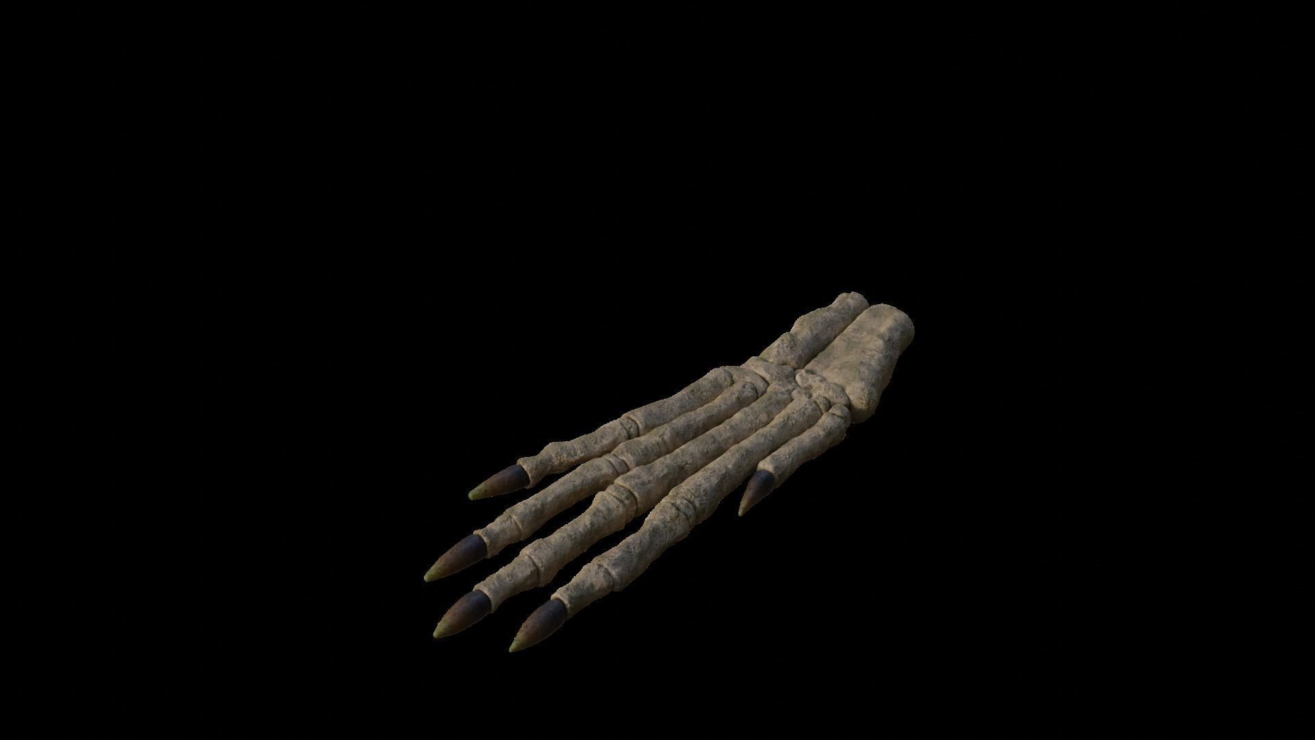 Rabbit foot skeleton 3D model_6