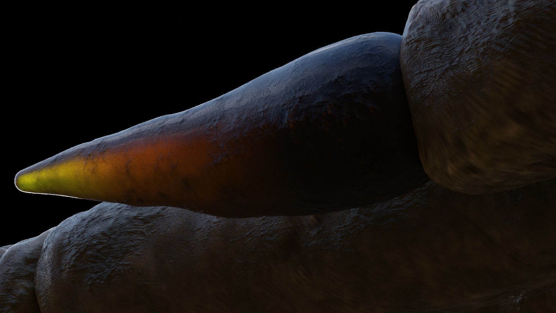 Rabbit foot skeleton 3D model_2