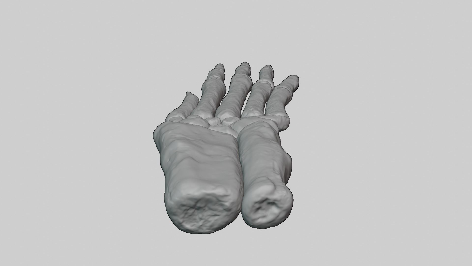 Rabbit foot skeleton 3D model_11