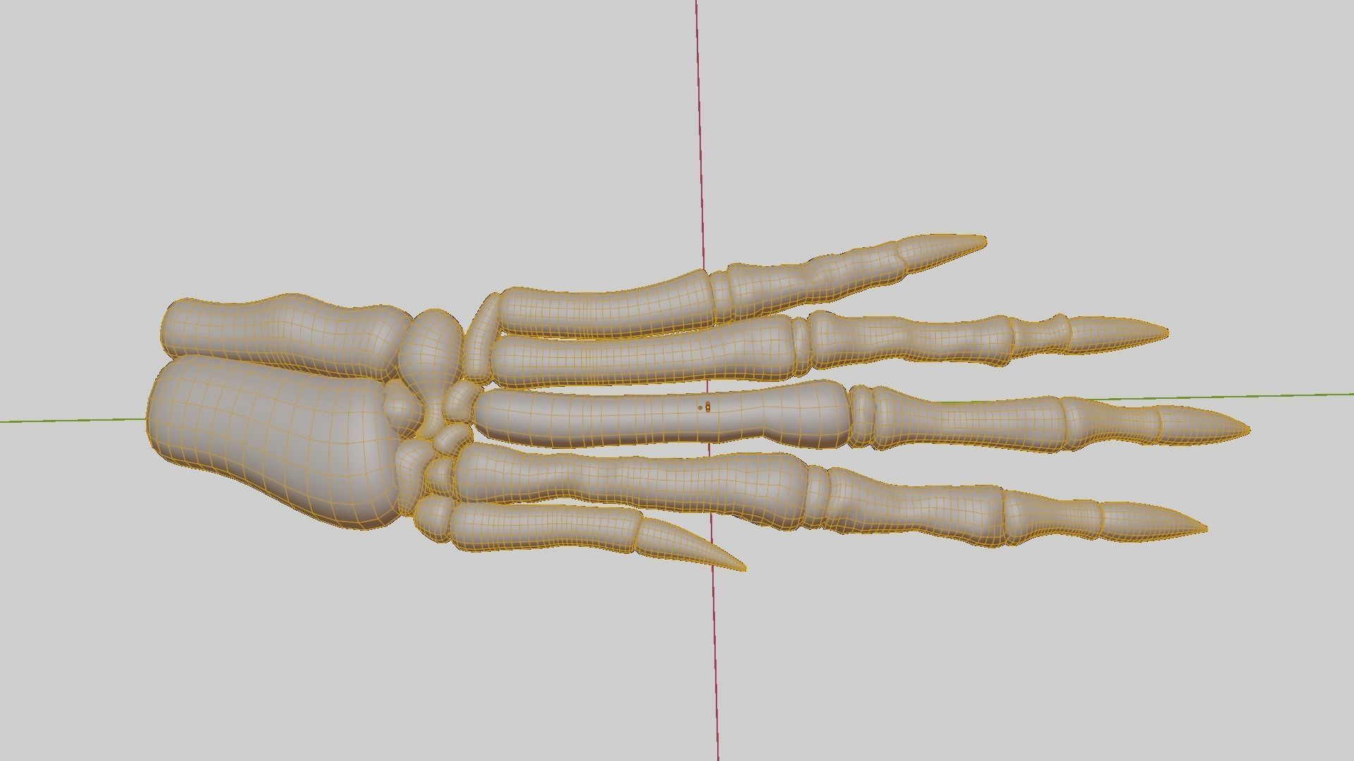 Rabbit foot skeleton 3D model_17