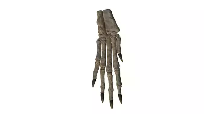 Rabbit foot skeleton 3D model