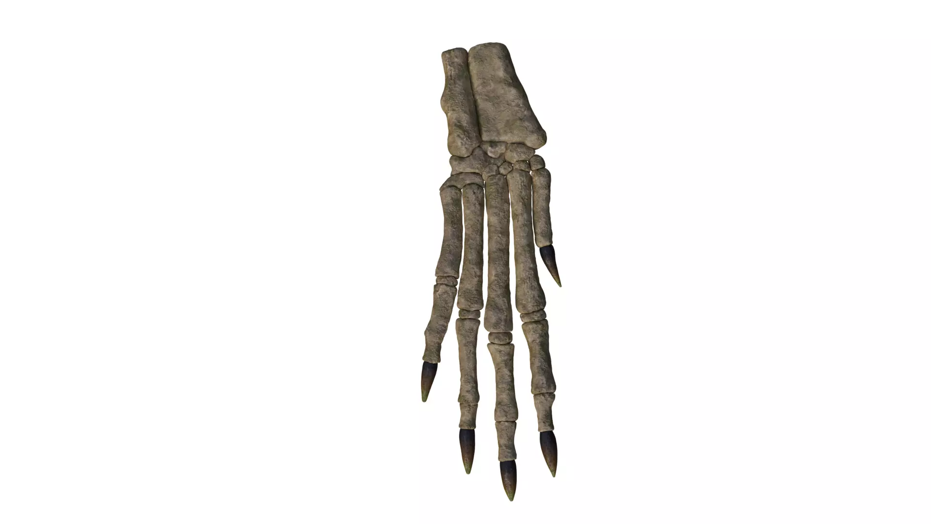 Rabbit foot skeleton 3D model_0
