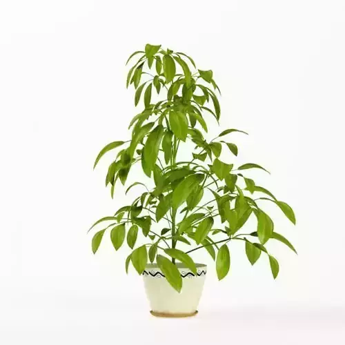 Green Leafy Potted Plant