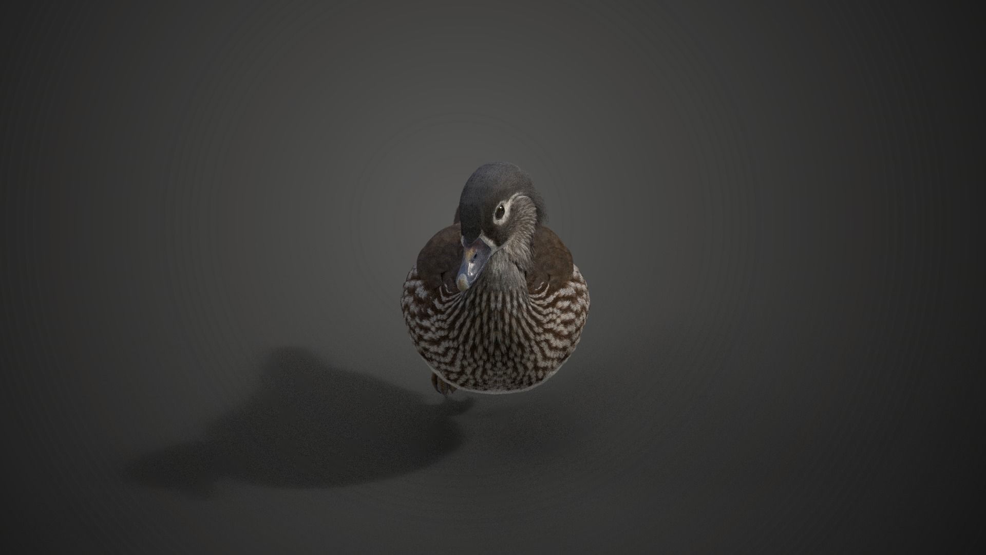 Mandarin Duck Female Animated VFX Grace 3D model_3