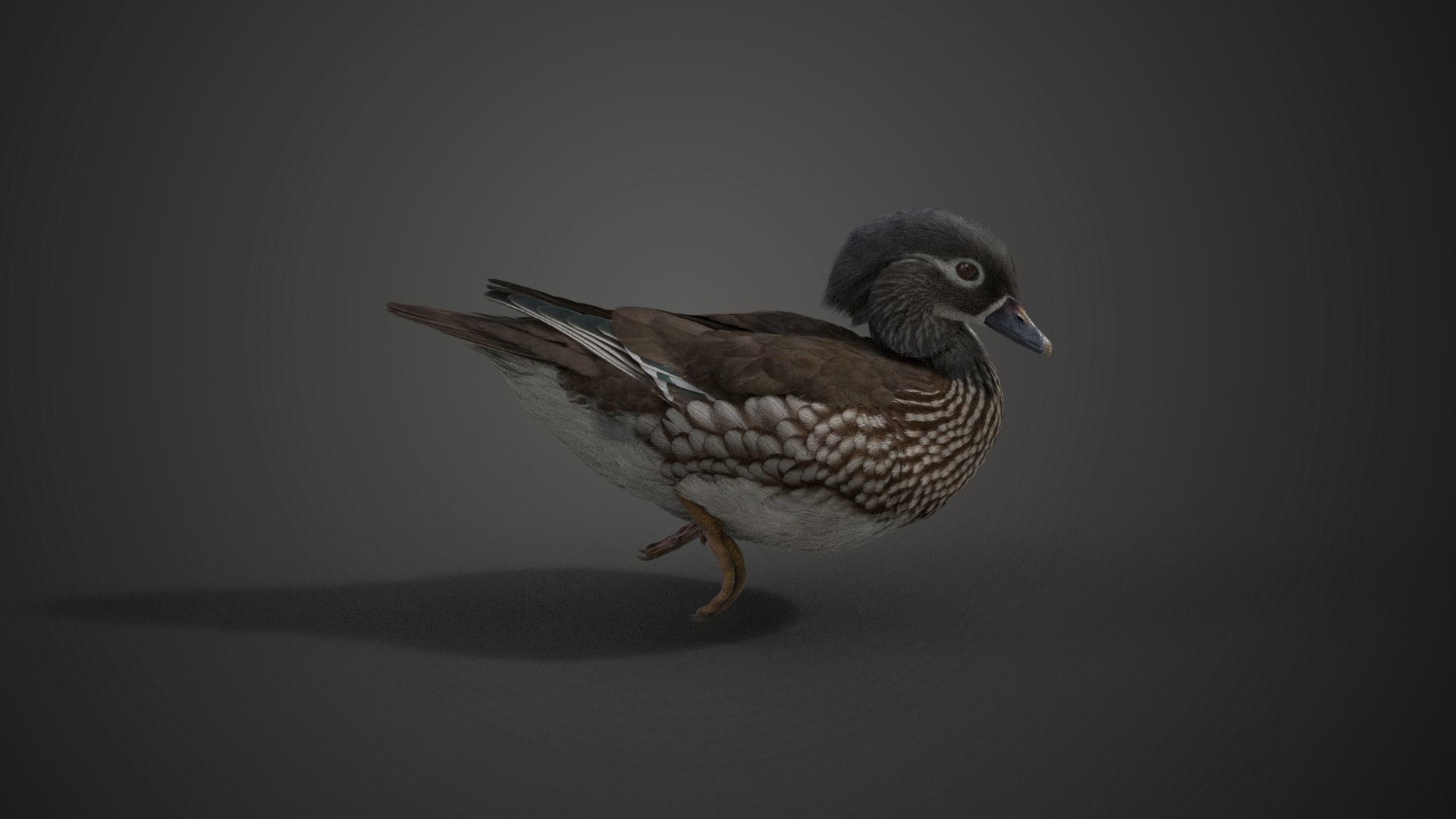 Mandarin Duck Female Animated VFX Grace 3D model_5
