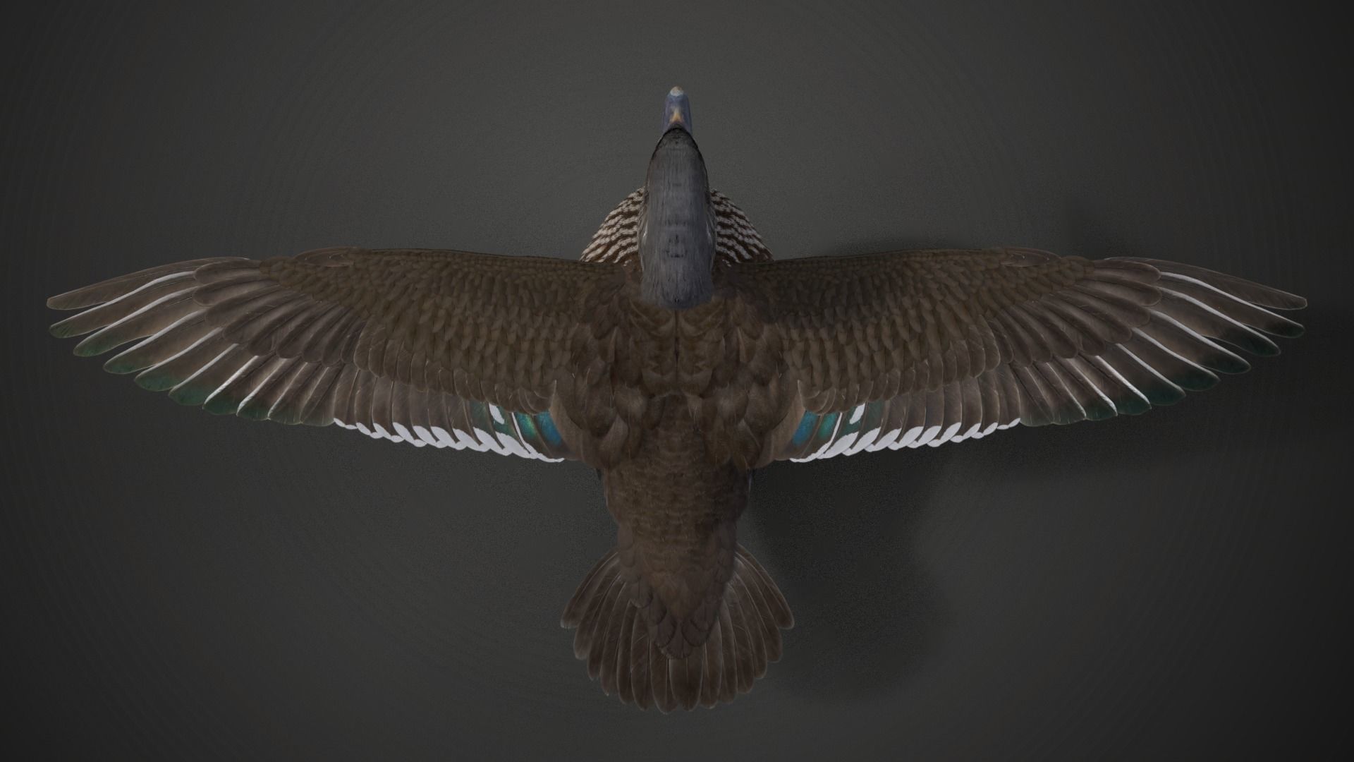 Mandarin Duck Female Animated VFX Grace 3D model_8