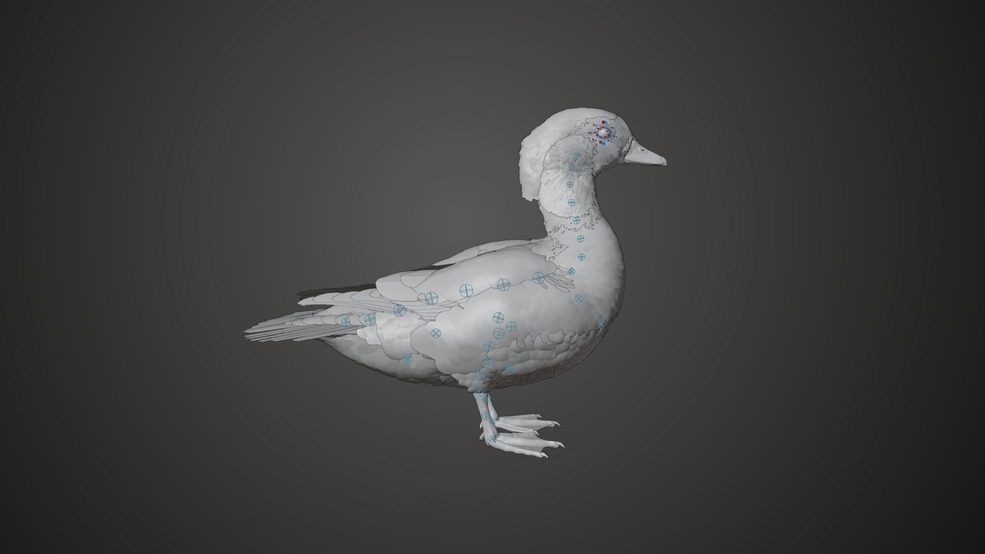 Mandarin Duck Female Animated VFX Grace 3D model_11