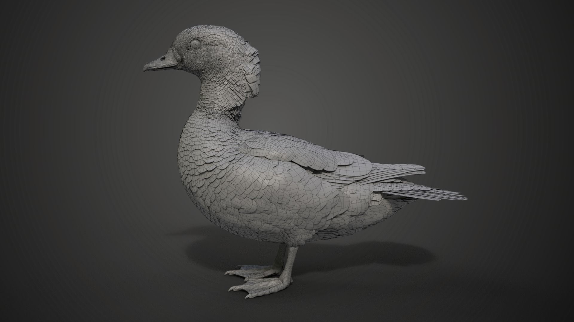 Mandarin Duck Female Animated VFX Grace 3D model_20