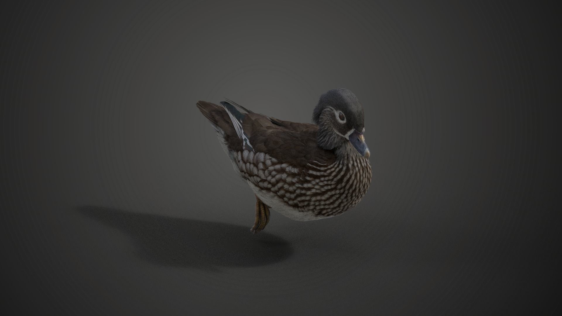 Mandarin Duck Female Animated VFX Grace 3D model_4
