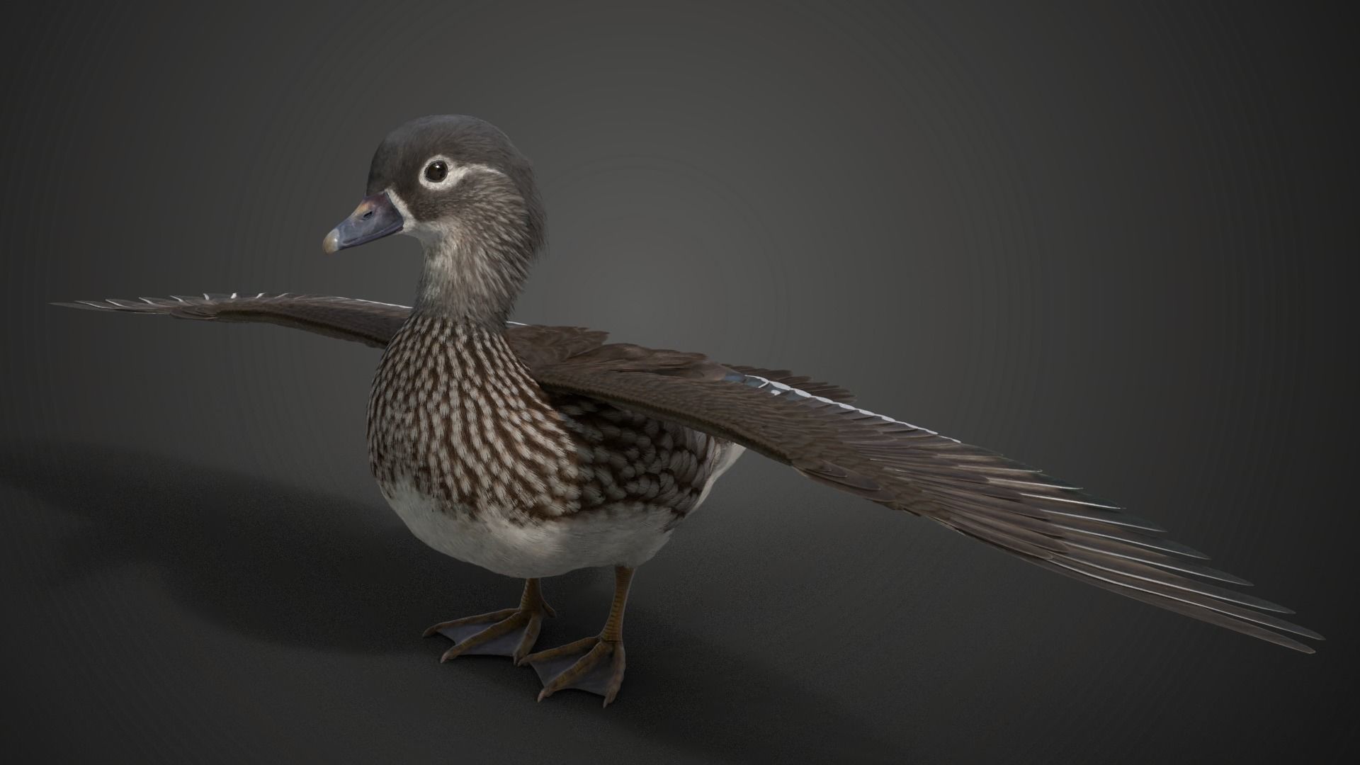 Mandarin Duck Female Animated VFX Grace 3D model_0
