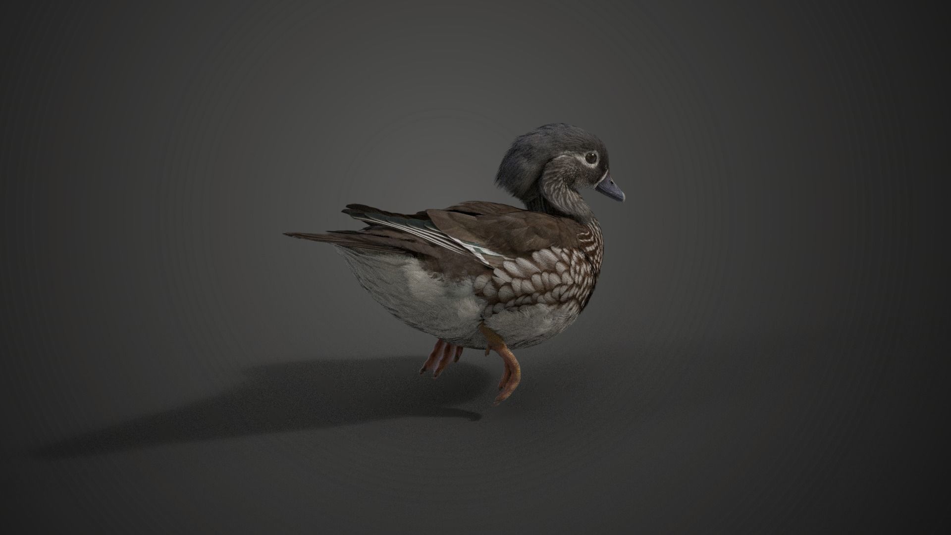 Mandarin Duck Female Animated VFX Grace 3D model_6
