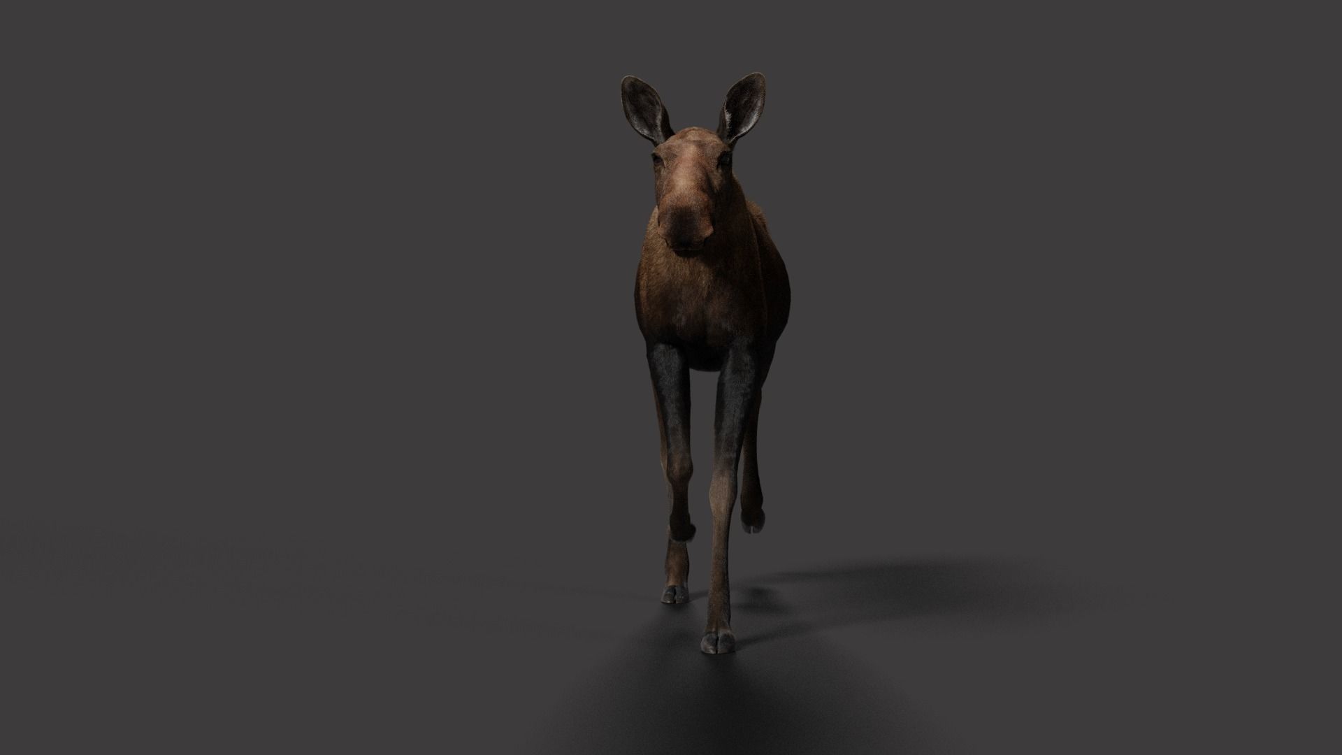 Moose Female Animated VFX Grace 3D model_10