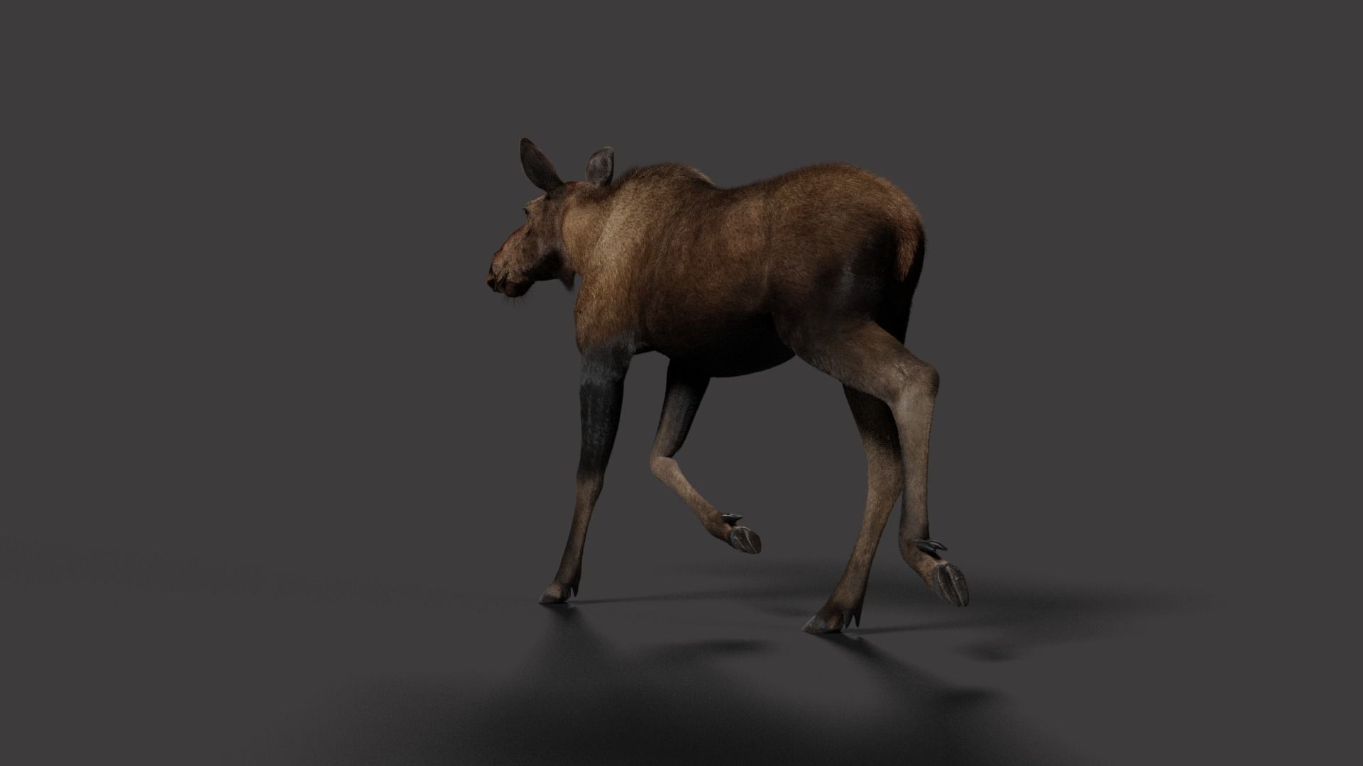 Moose Female Animated VFX Grace 3D model_7