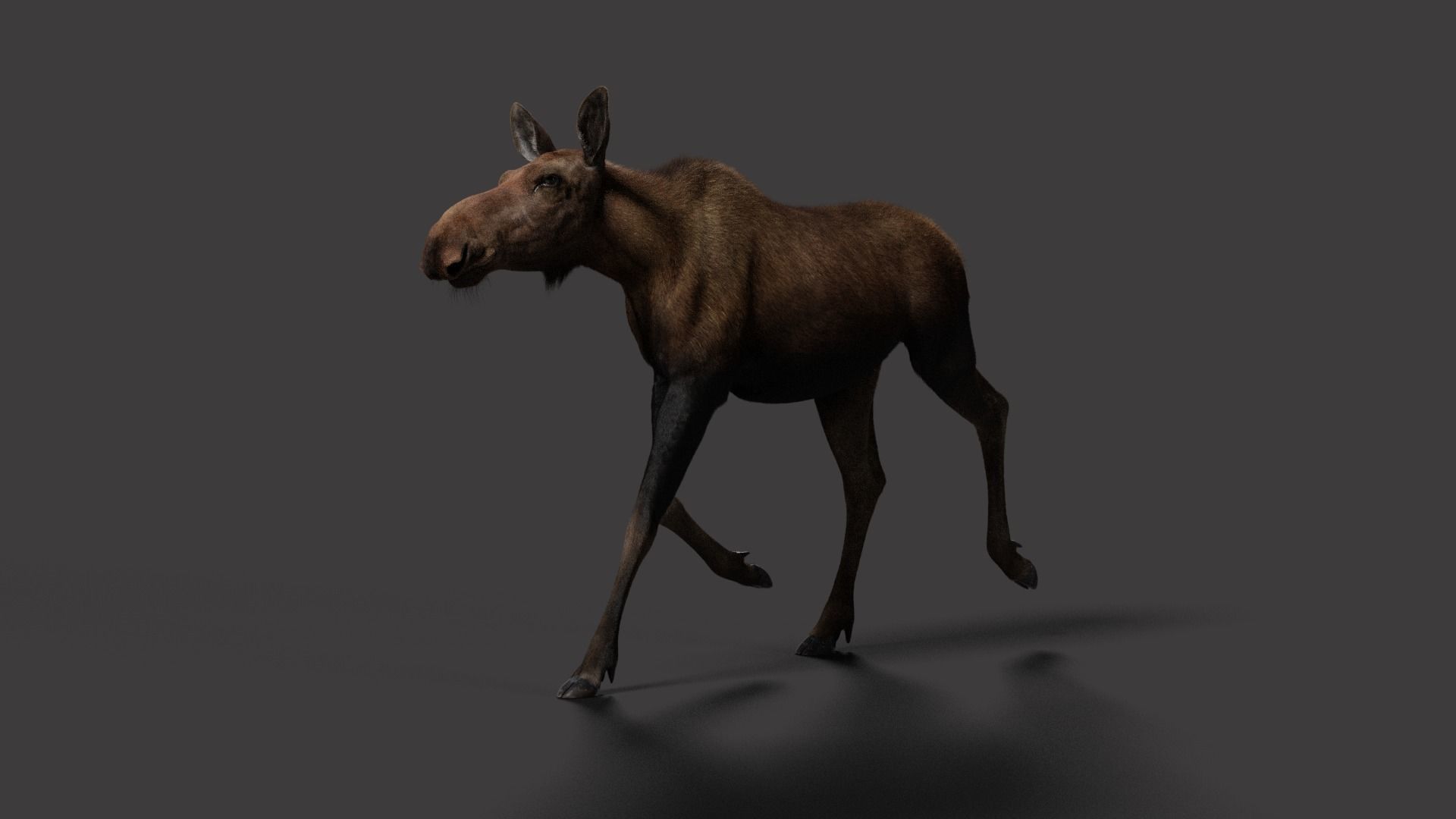 Moose Female Animated VFX Grace 3D model_9