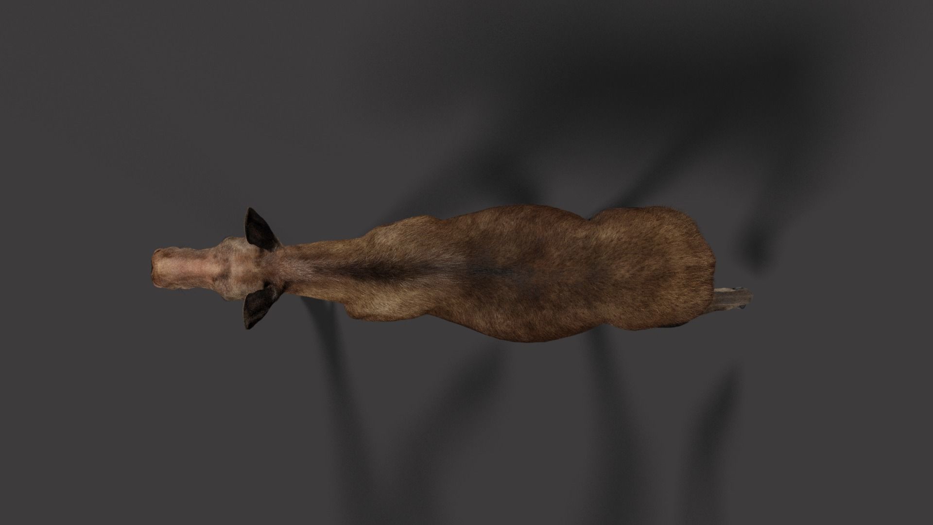 Moose Female Animated VFX Grace 3D model_11