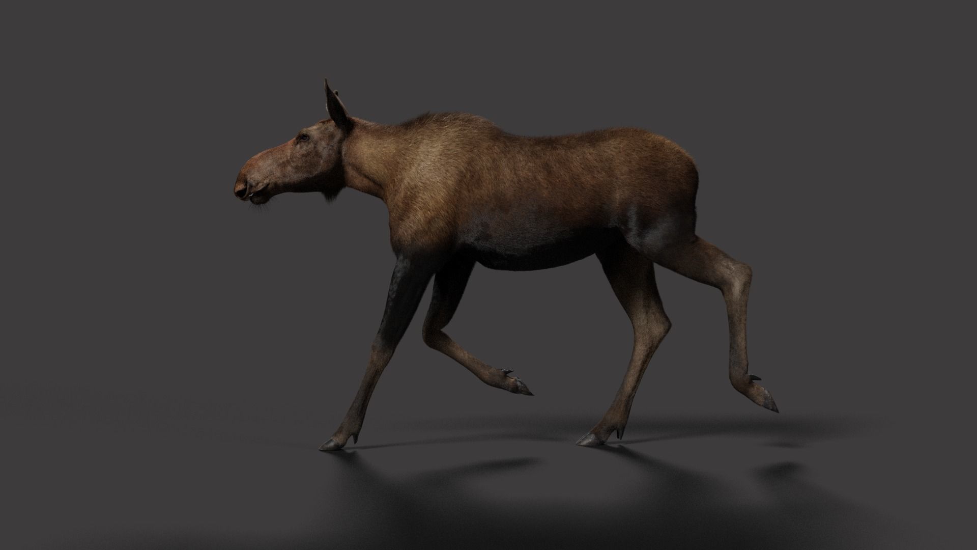Moose Female Animated VFX Grace 3D model_8