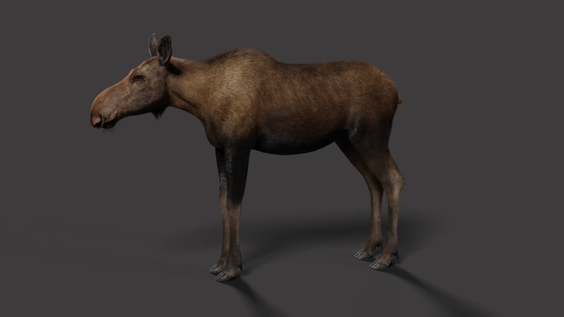 Moose Female Animated VFX Grace 3D model_12