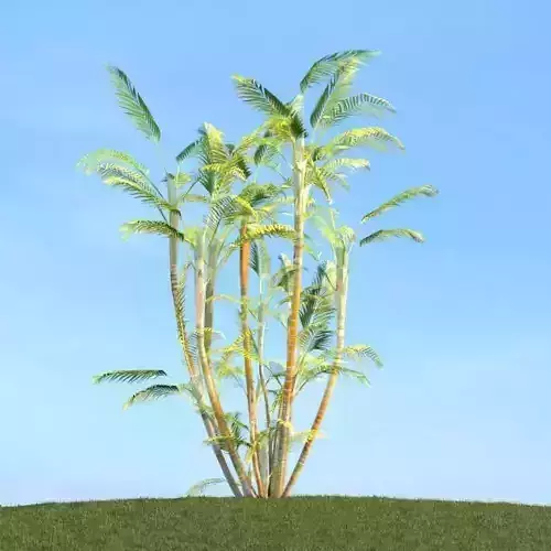 Palm Trees