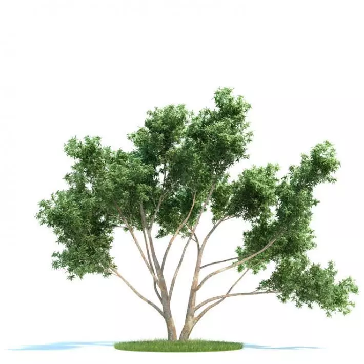 Fully Mature Eucalyptus Tree 3D model_0