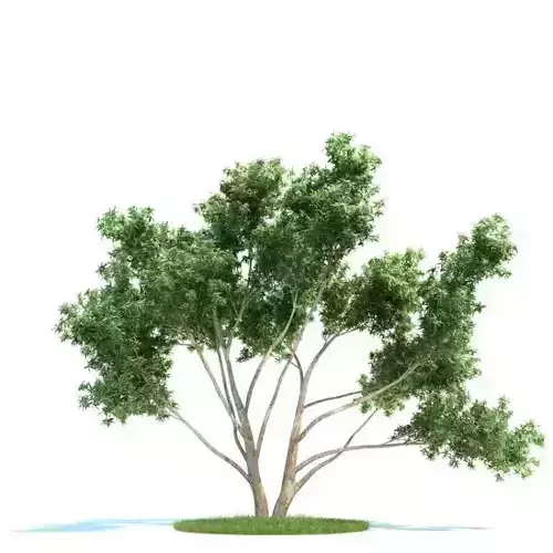 Fully Mature Eucalyptus Tree