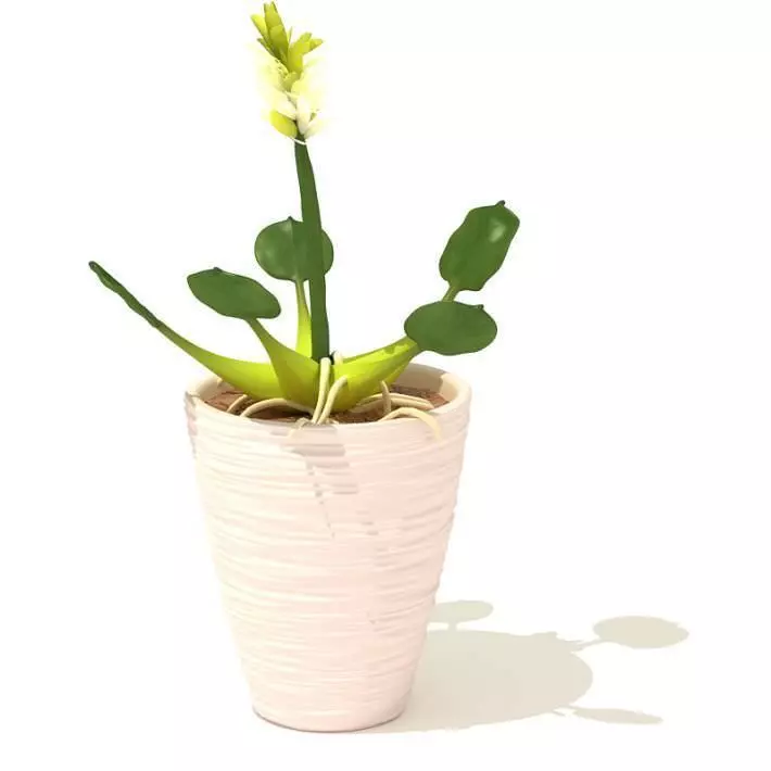 Flower In Ceramic Planter 3D model