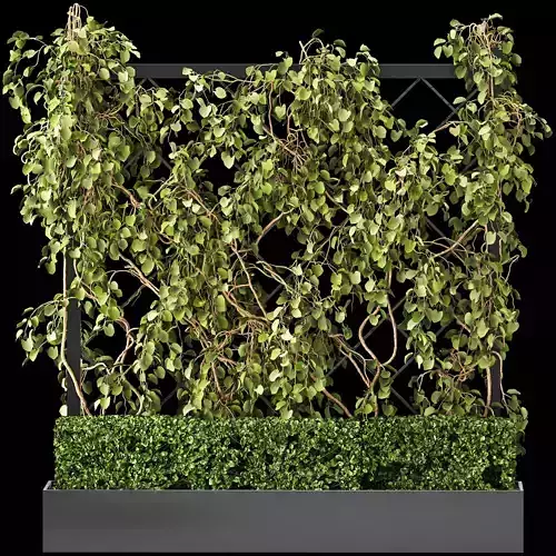 Vertical Garden - Planter with trellis