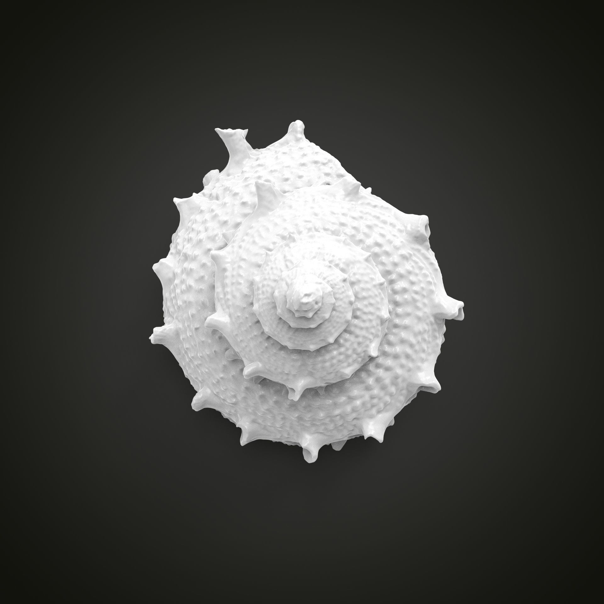 High poly sea shell 3D print model_8