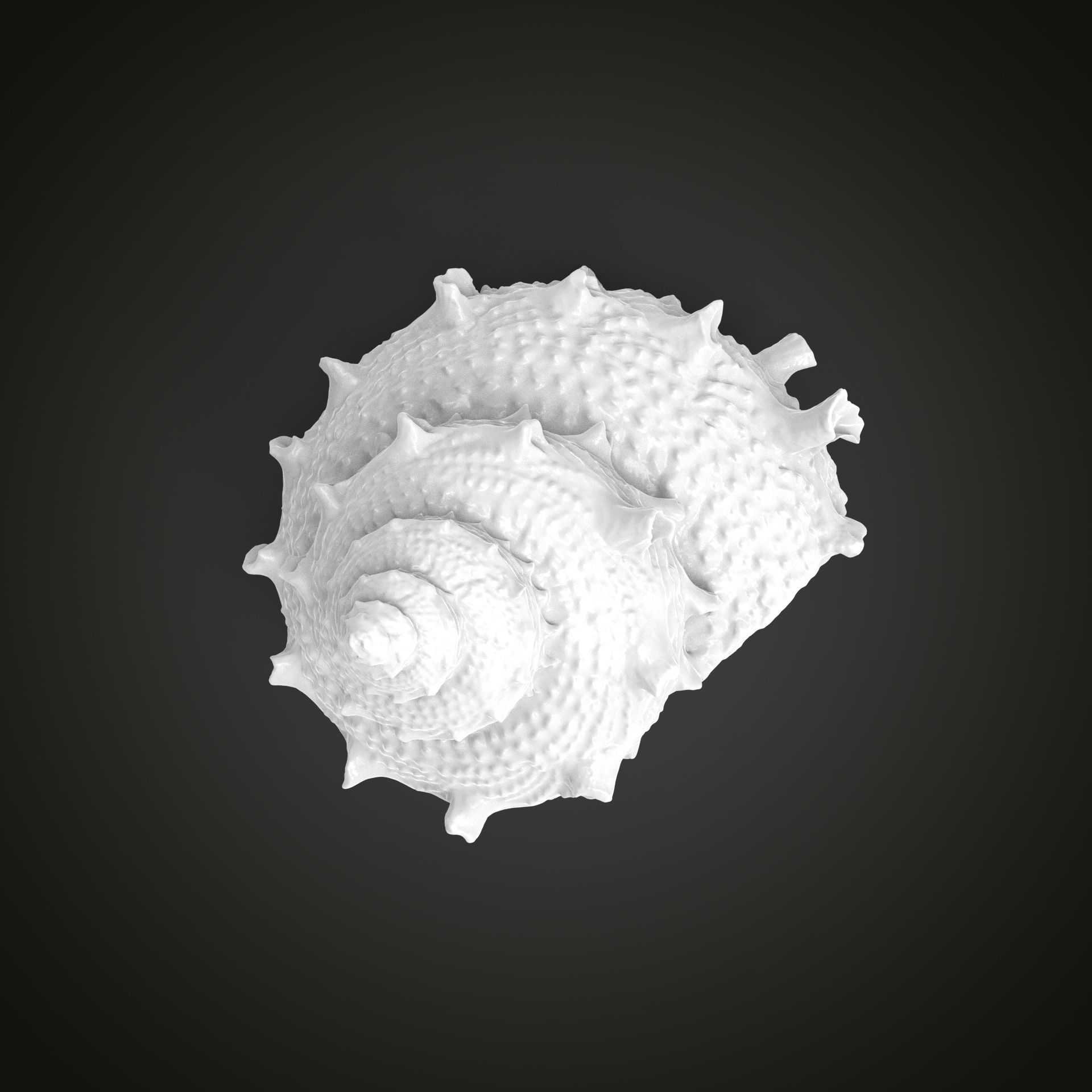 High poly sea shell 3D print model_6