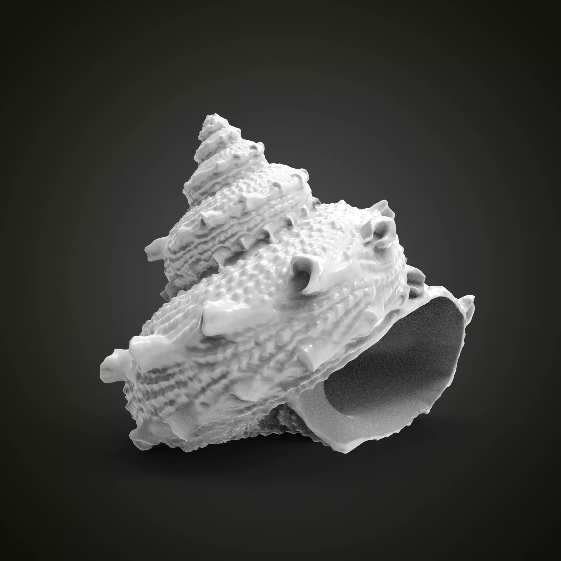 High poly sea shell 3D print model_0