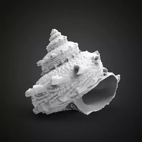 High poly sea shell 3D print model