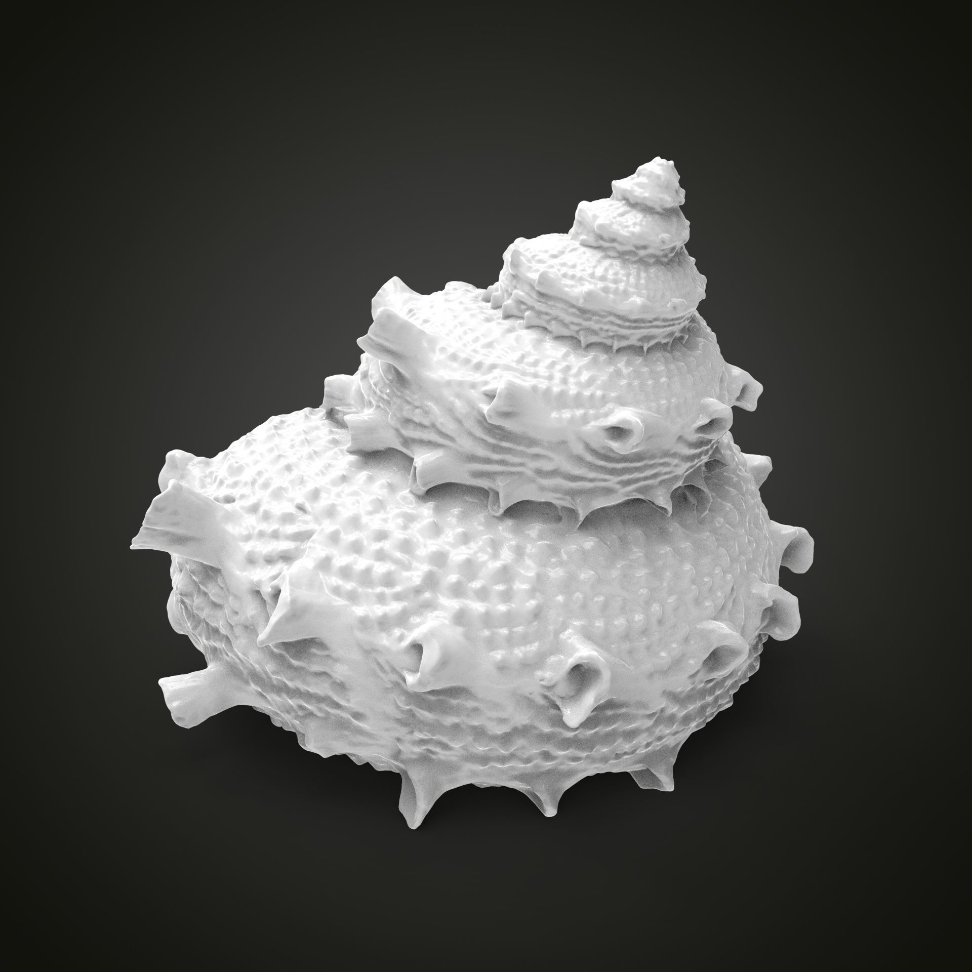 High poly sea shell 3D print model_2