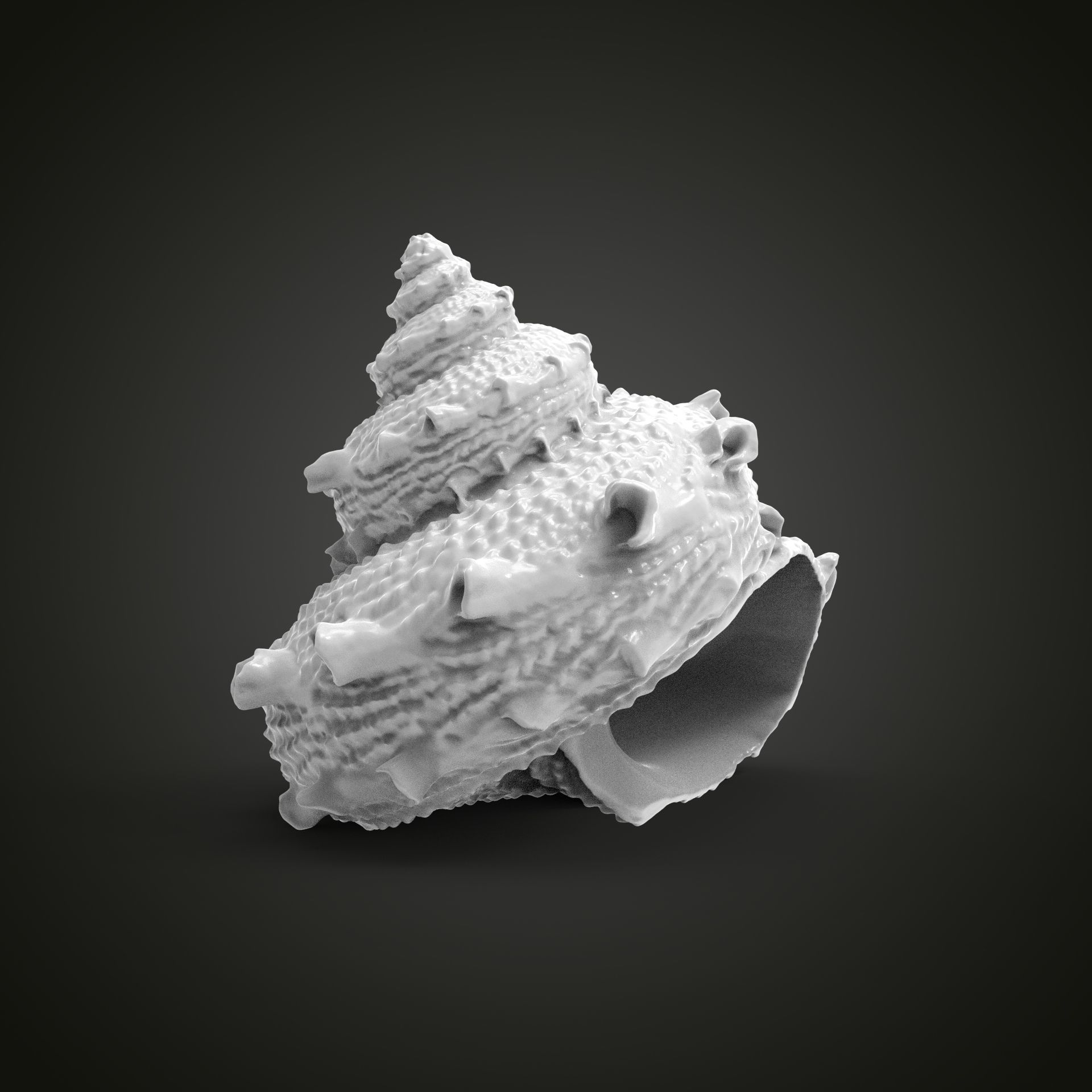 High poly sea shell 3D print model_5