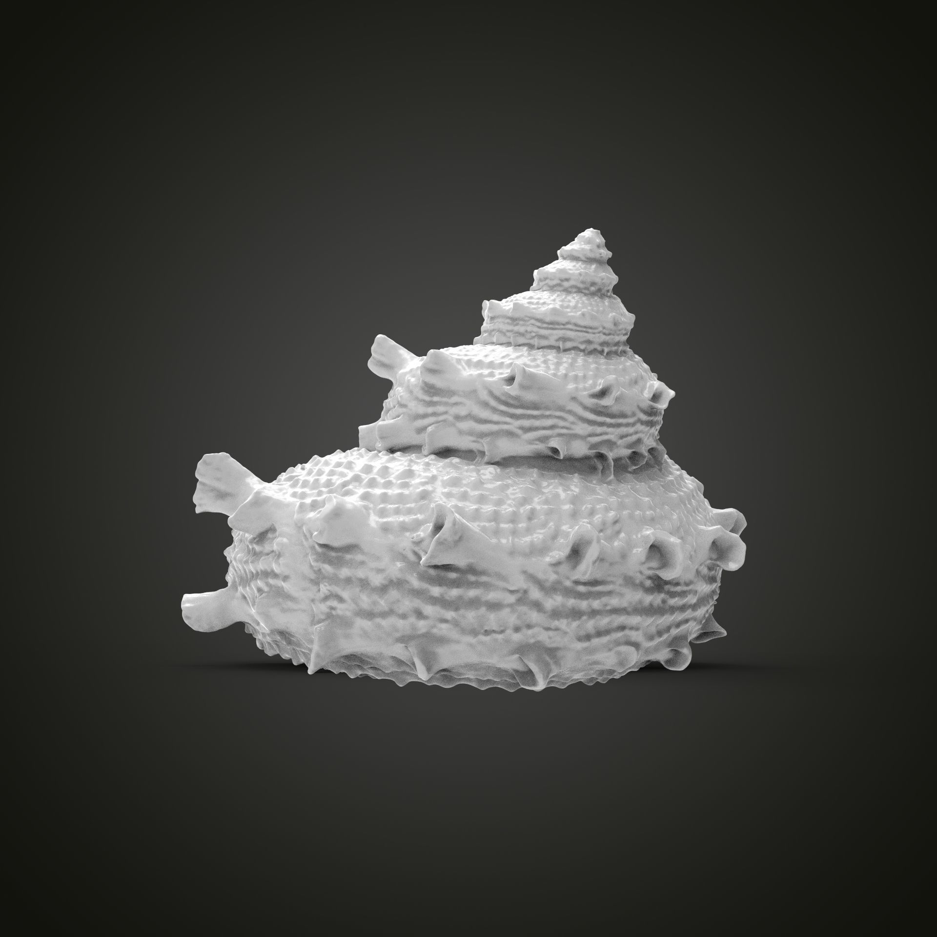 High poly sea shell 3D print model_3