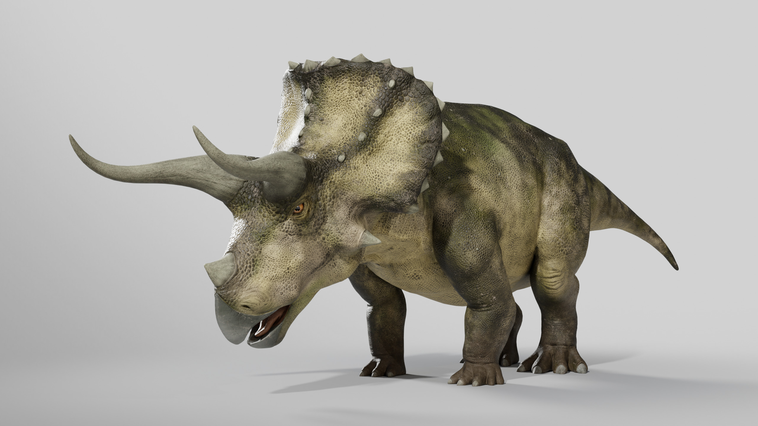 Triceratops Rig Low-poly 3D model_7