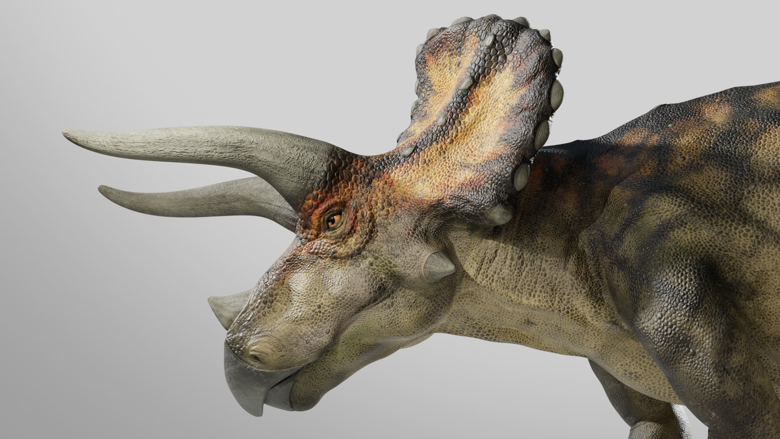  Triceratops Rig Low-poly 3D model_4