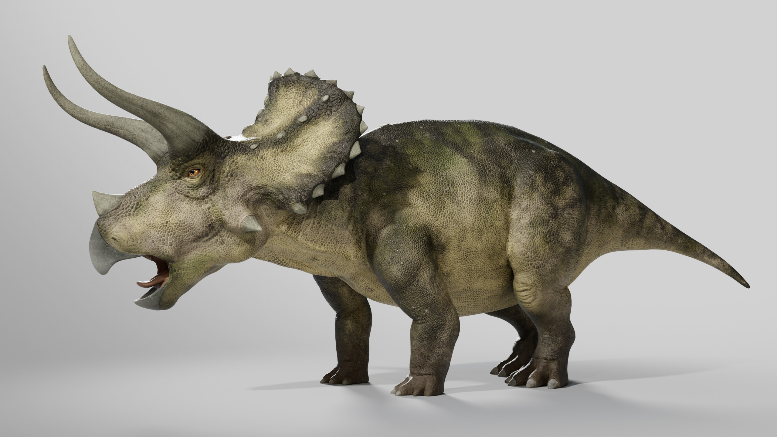  Triceratops Rig Low-poly 3D model_3
