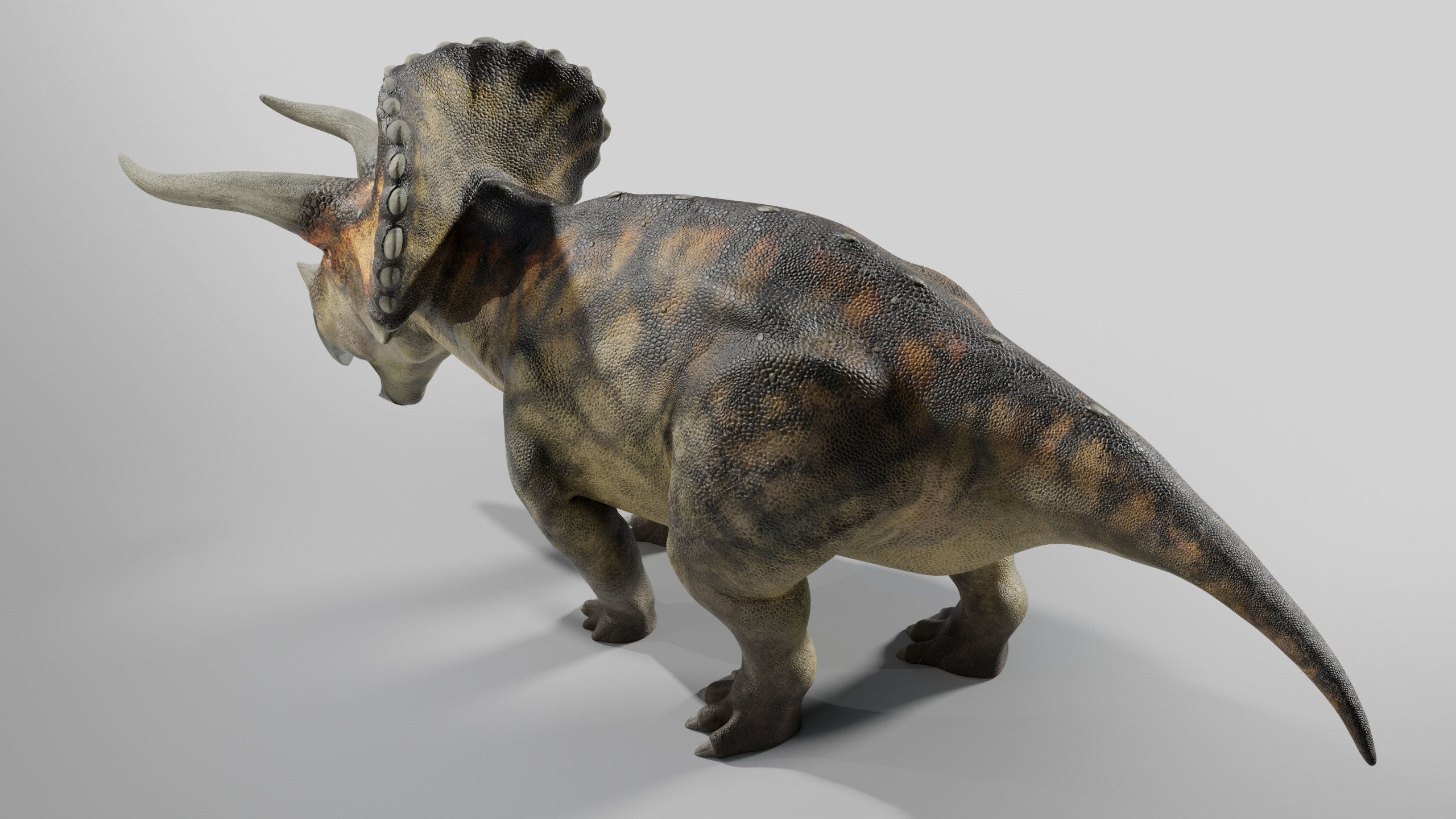  Triceratops Rig Low-poly 3D model_8