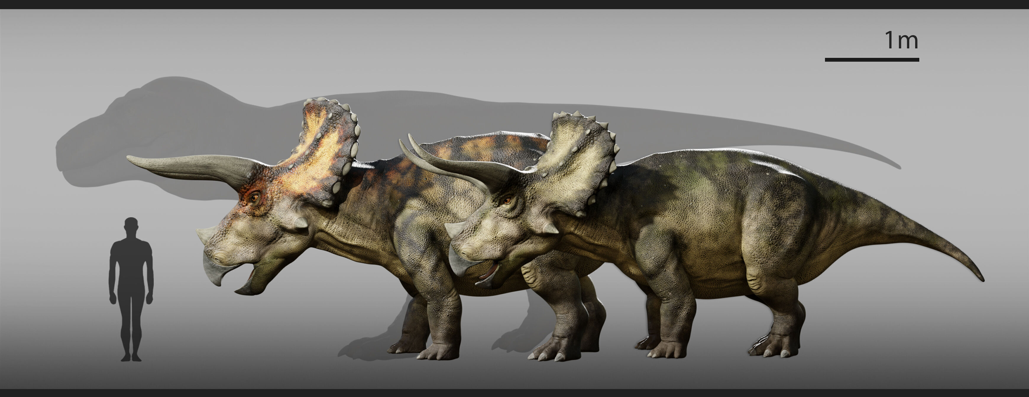  Triceratops Rig Low-poly 3D model_12