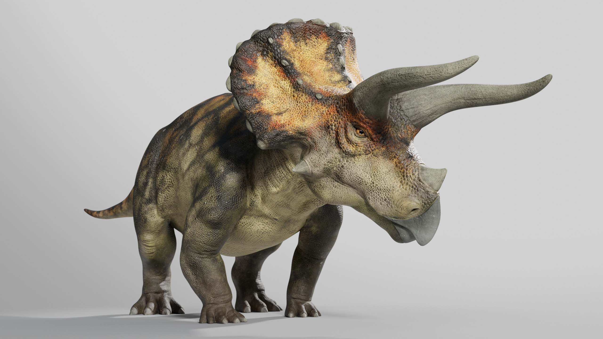  Triceratops Rig Low-poly 3D model_6