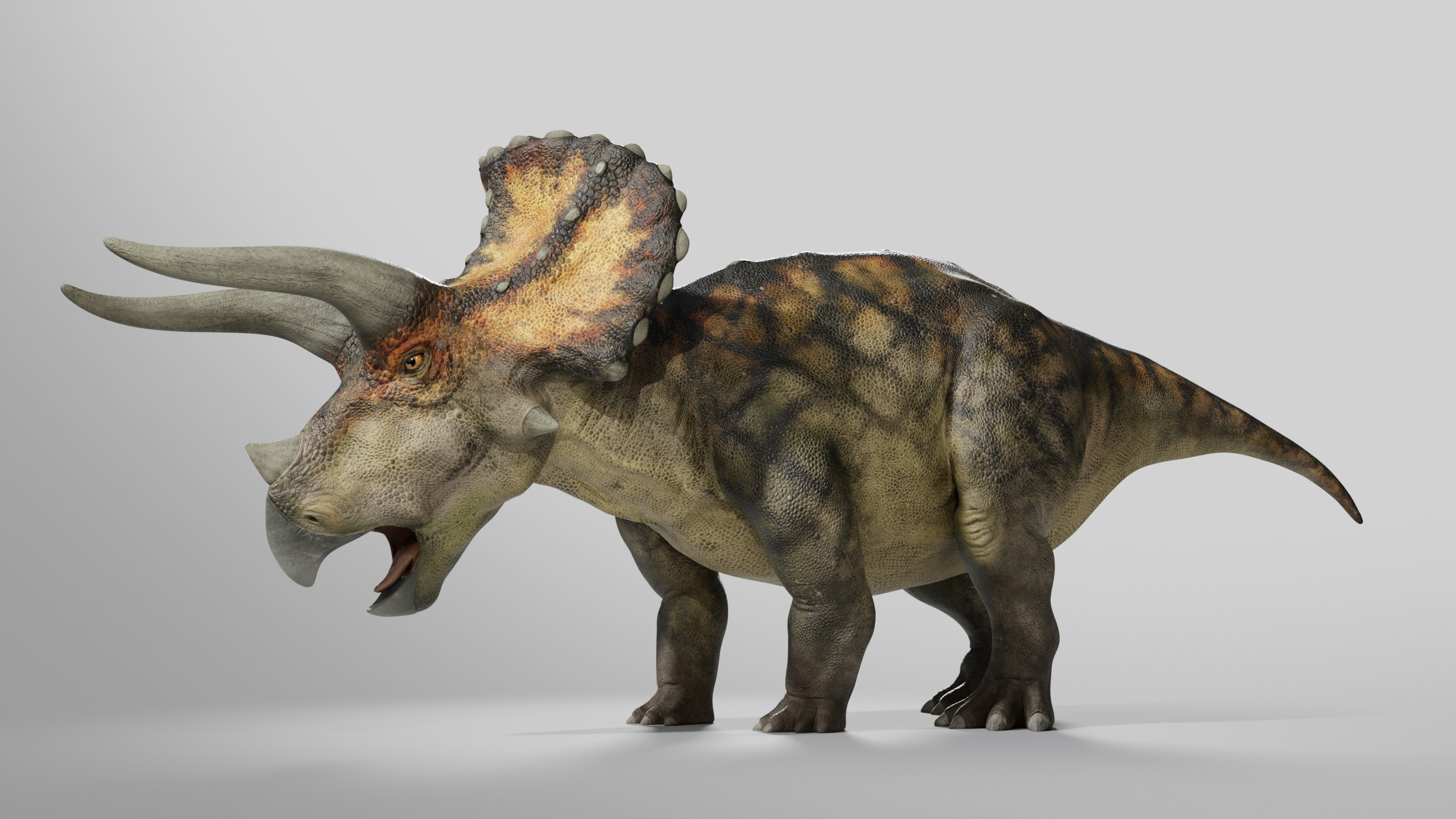  Triceratops Rig Low-poly 3D model_2