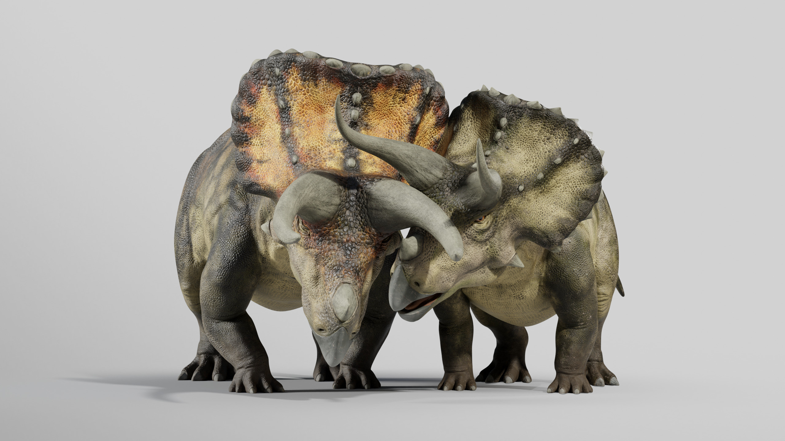  Triceratops Rig Low-poly 3D model_10
