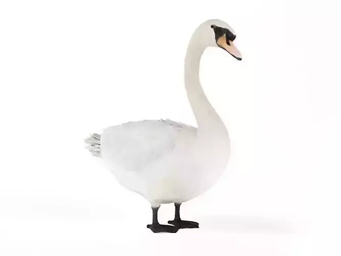 White Swan 3D model