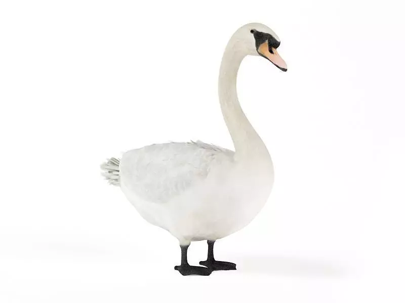White Swan 3D model_0